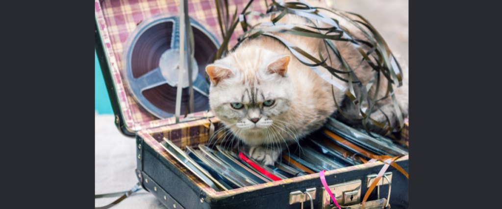 Cat lying on suitcase with old tape reels