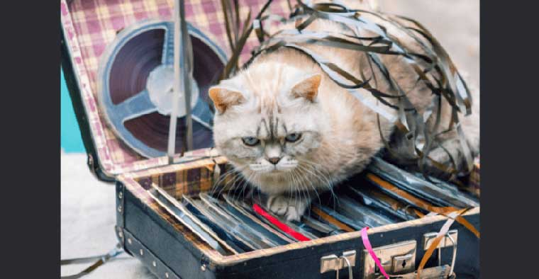 Cat lying on suitcase with old tape reels